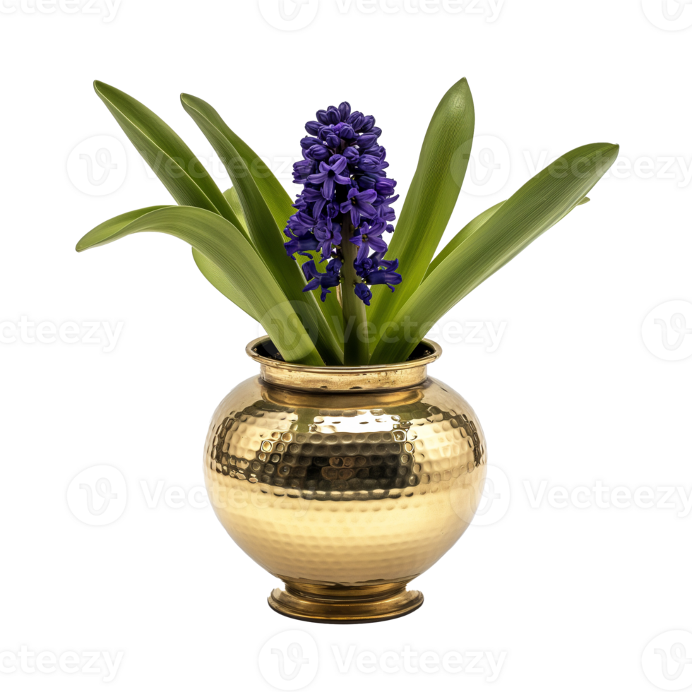 AI generated A polished brass planter with a single grape hyacinth isolated on a transparent background png