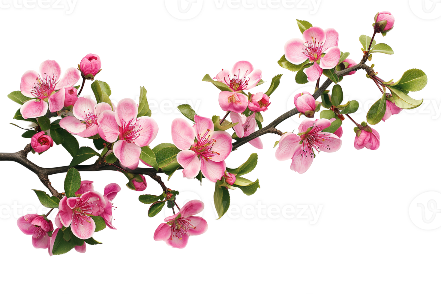 ai genererad gren med färgrik blomning blommor isolerat på transparent bakgrund png