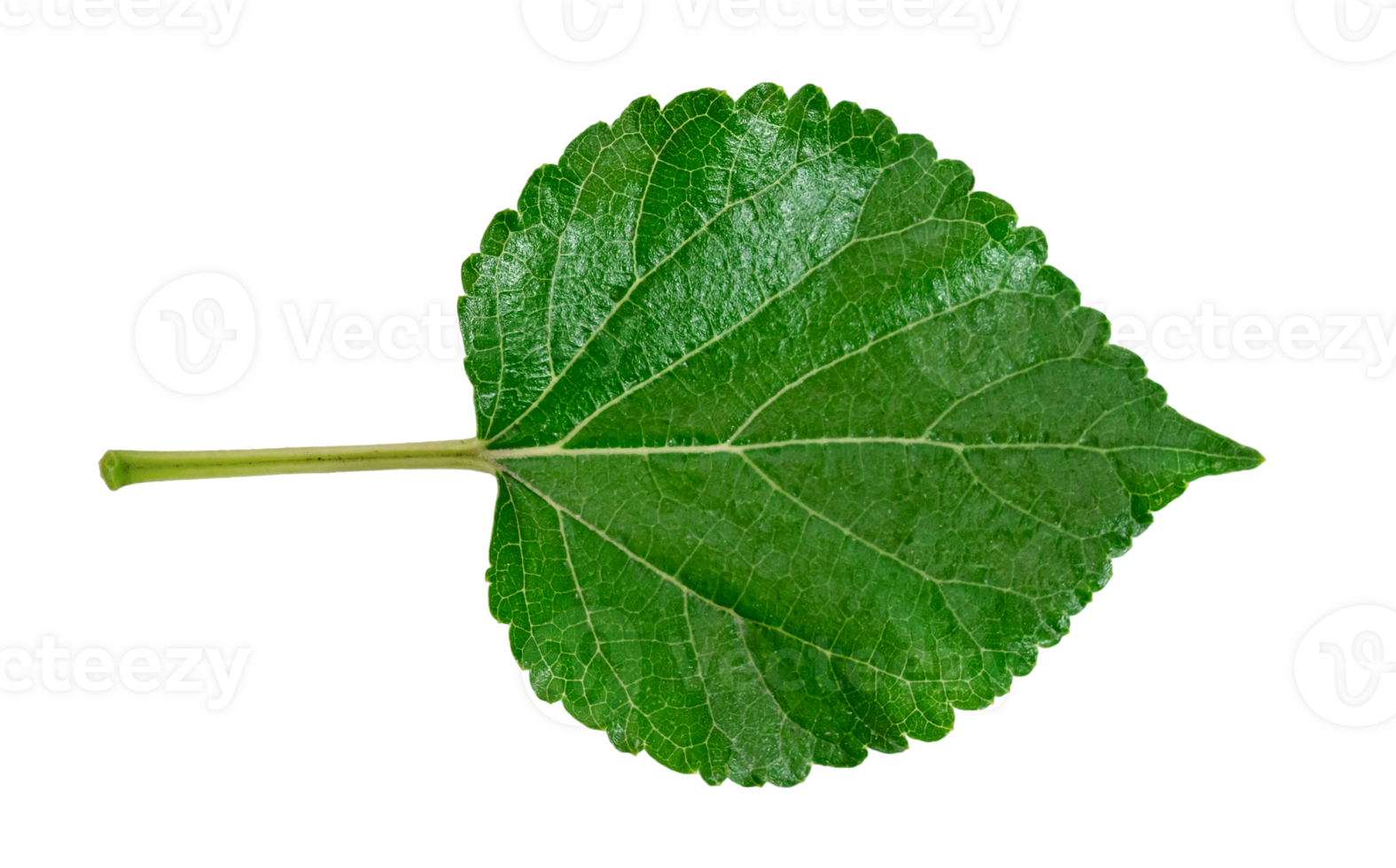 moerbei gebladerte ,groente bladeren patroon van tropisch blad fabriek geïsoleerd png