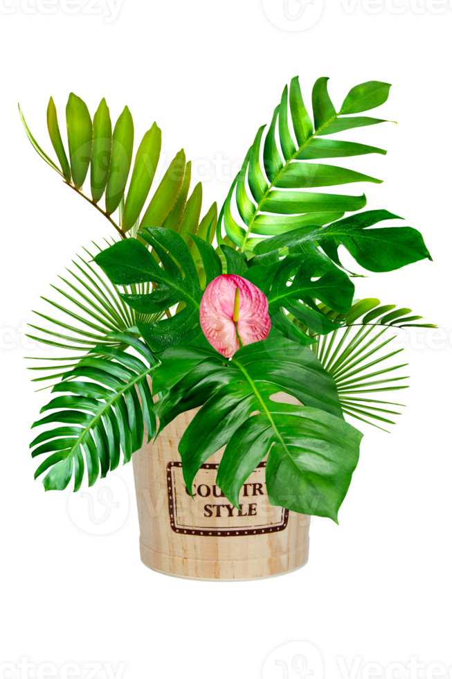 green monstera leaves pattern with wooden bucket for nature concept ,tropical leaf isolated png