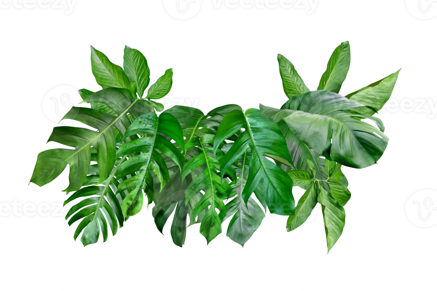 divers de vert monstera feuilles modèle pour la nature concept, ensemble de tropical feuille isolé png