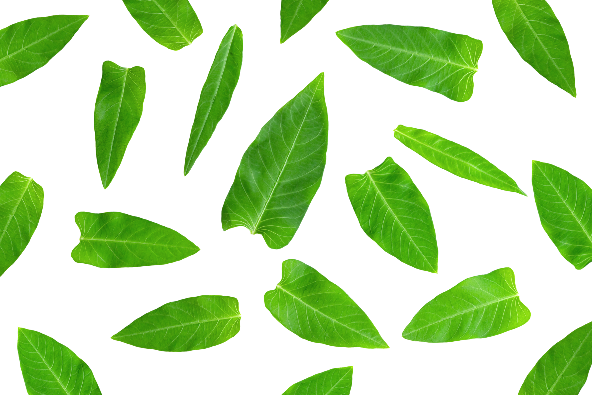 Leaf Of Morning Glory Isolated Green Leaves Pattern 36627522 PNG leaf-of-morning-glory-isolated-green-leaves-pattern-36627522-png