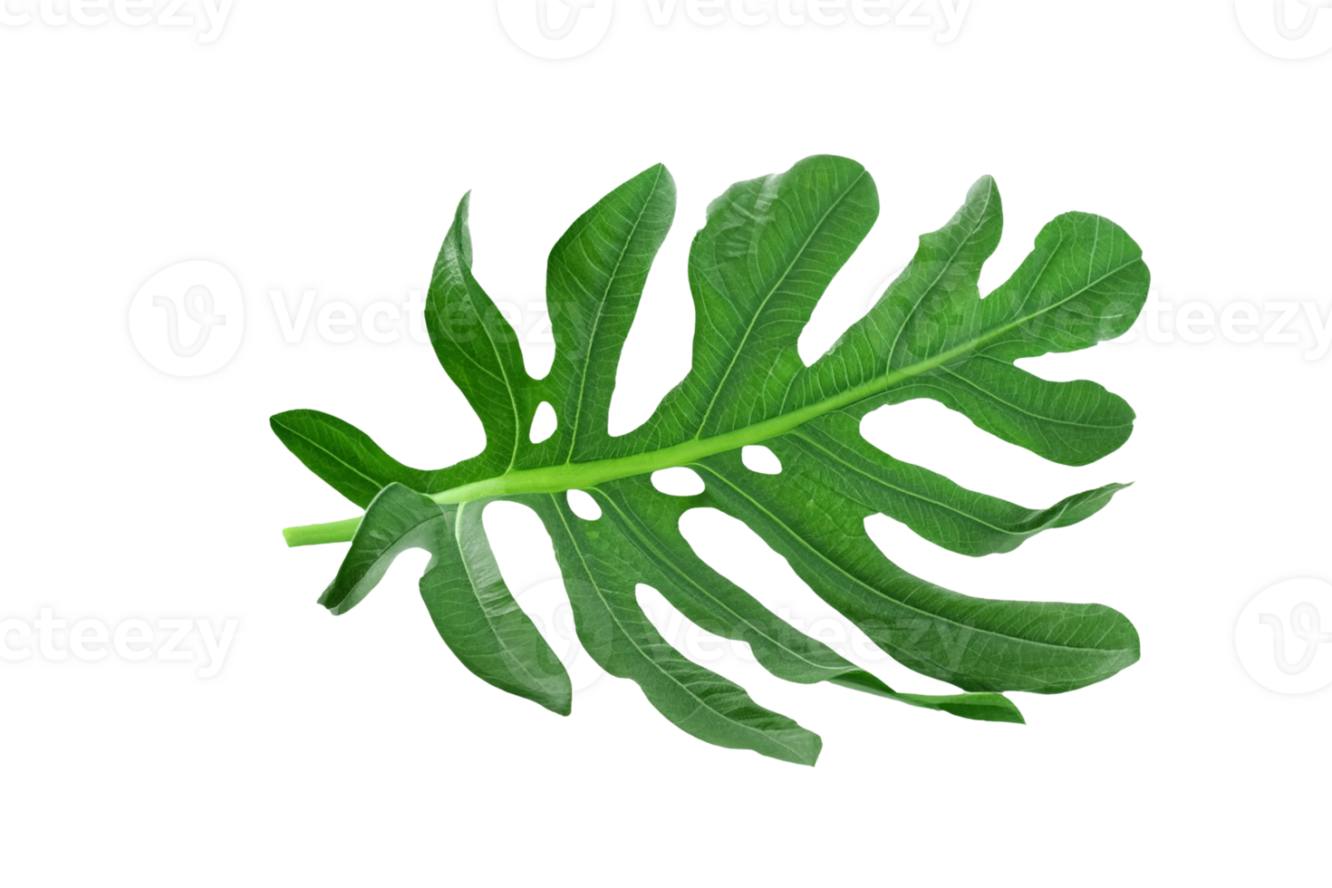 leaf plant isolated on transparent background png
