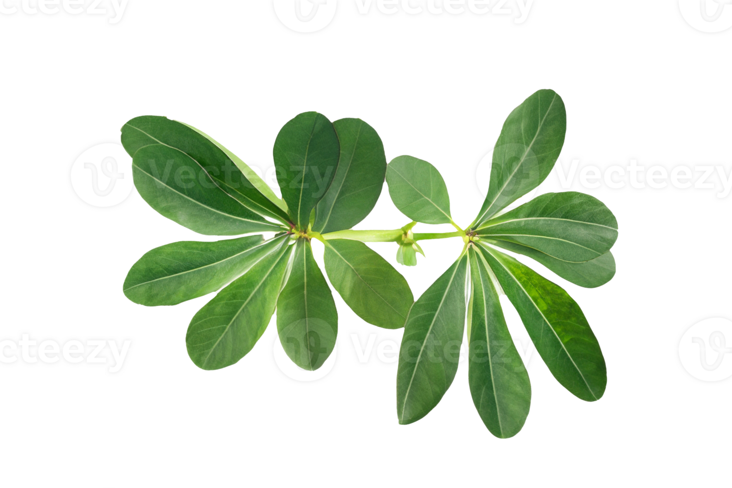 leaf plant isolated on transparent background png