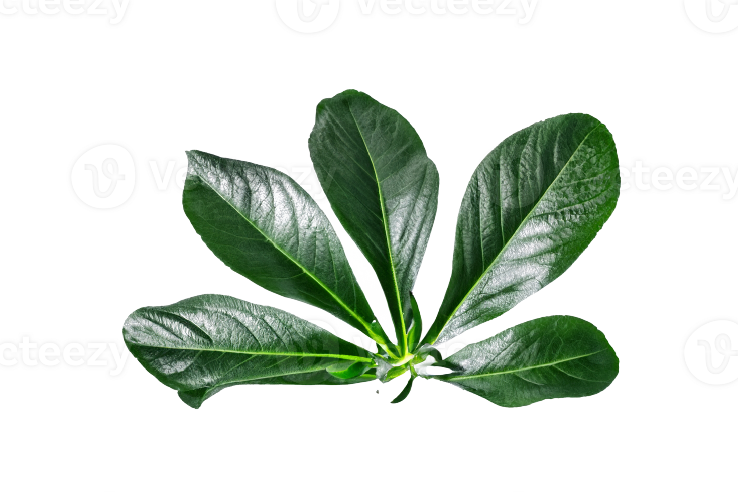leaf plant isolated on transparent background png