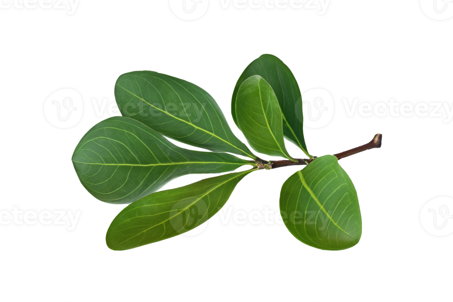 leaf plant isolated on transparent background png