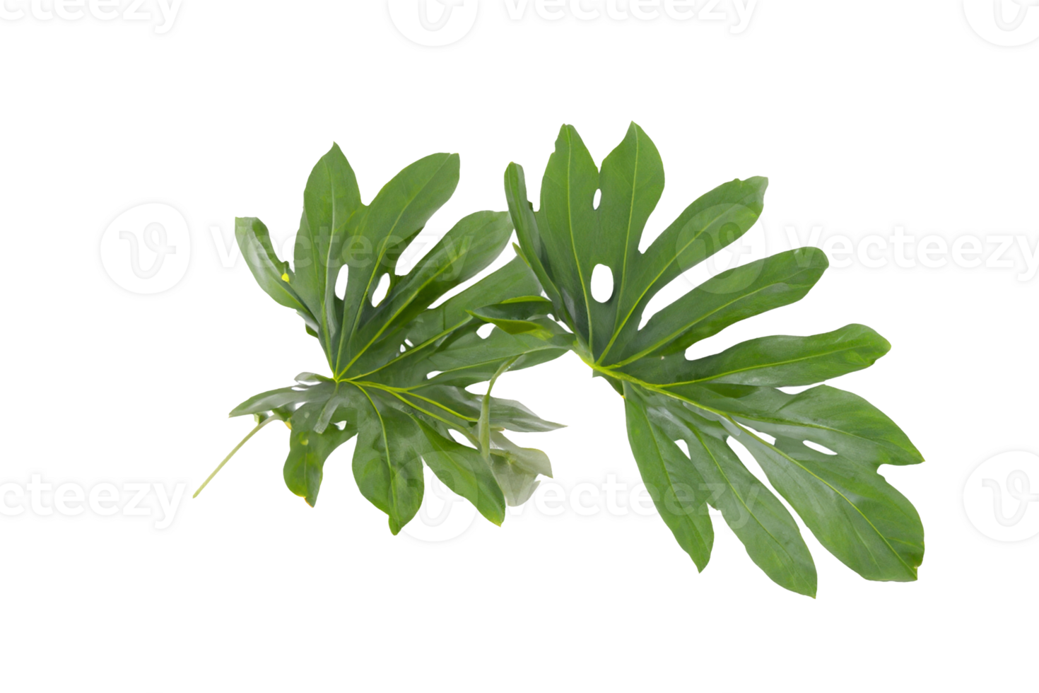 leaf plant isolated on transparent background png