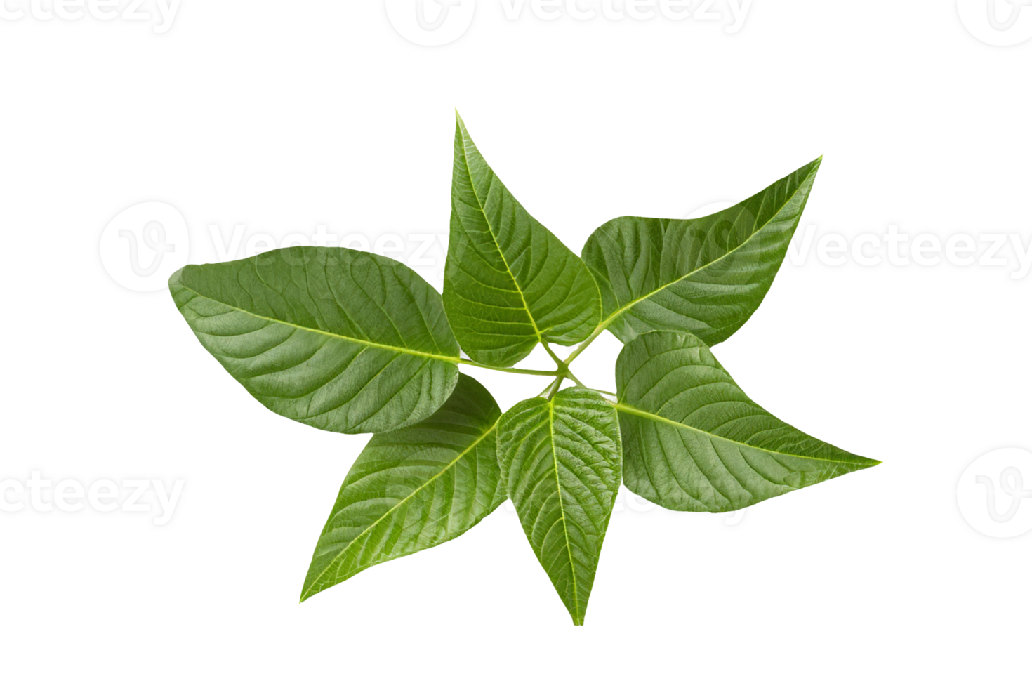 leaf plant isolated on transparent background png