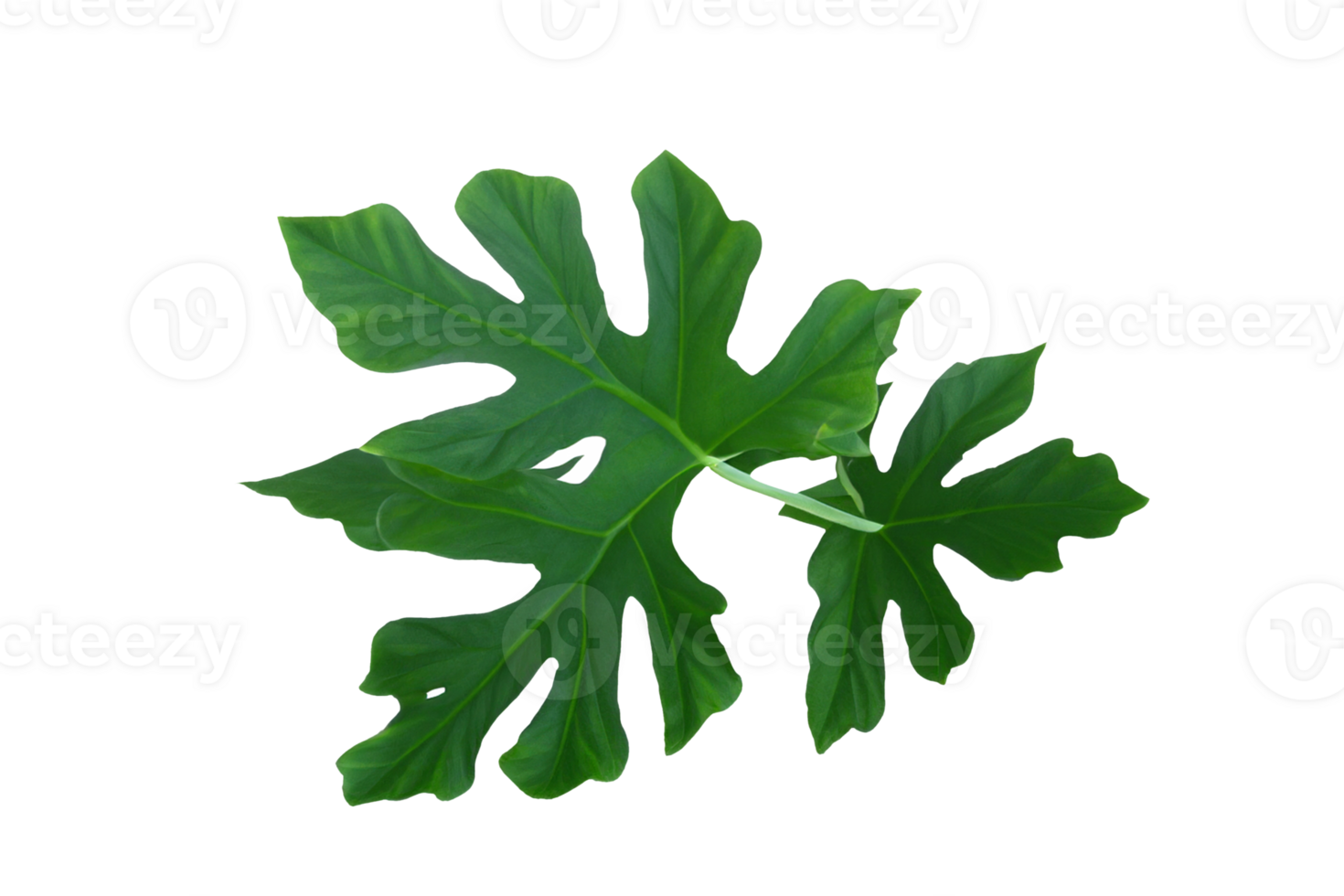 leaf plant isolated on transparent background png