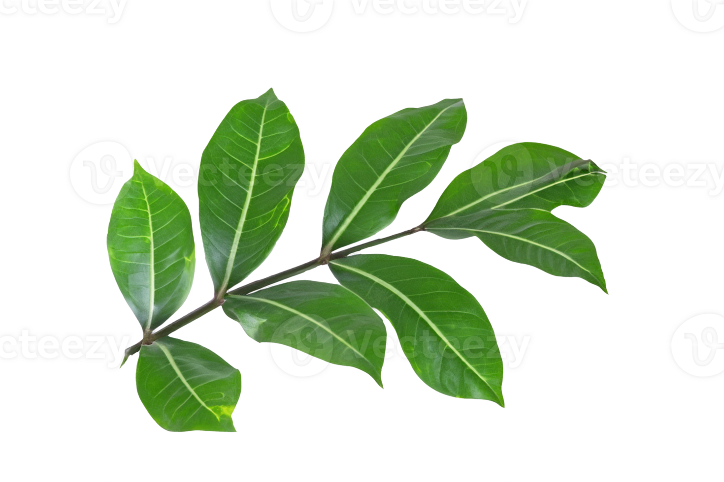 leaf plant isolated on transparent background png