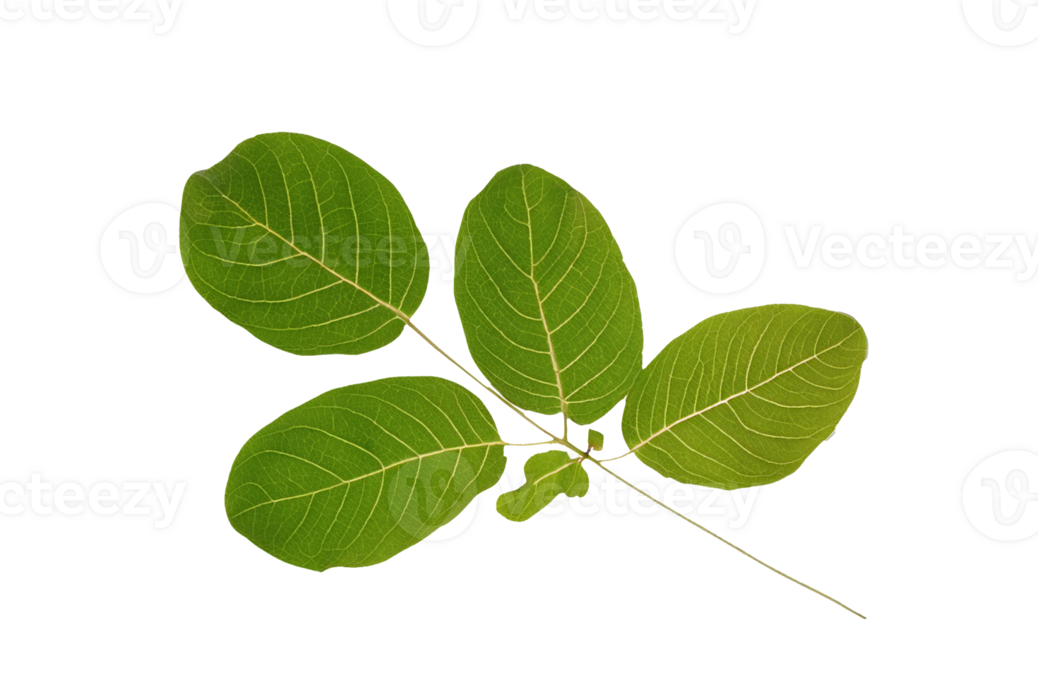 leaf plant isolated on transparent background png