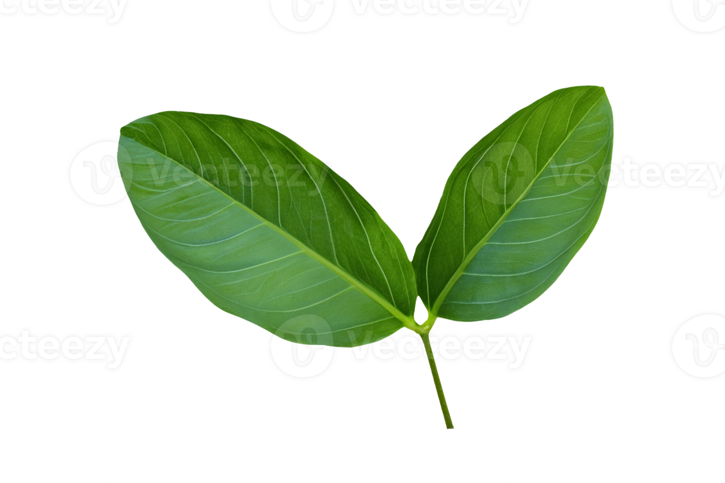 leaf plant isolated on transparent background png