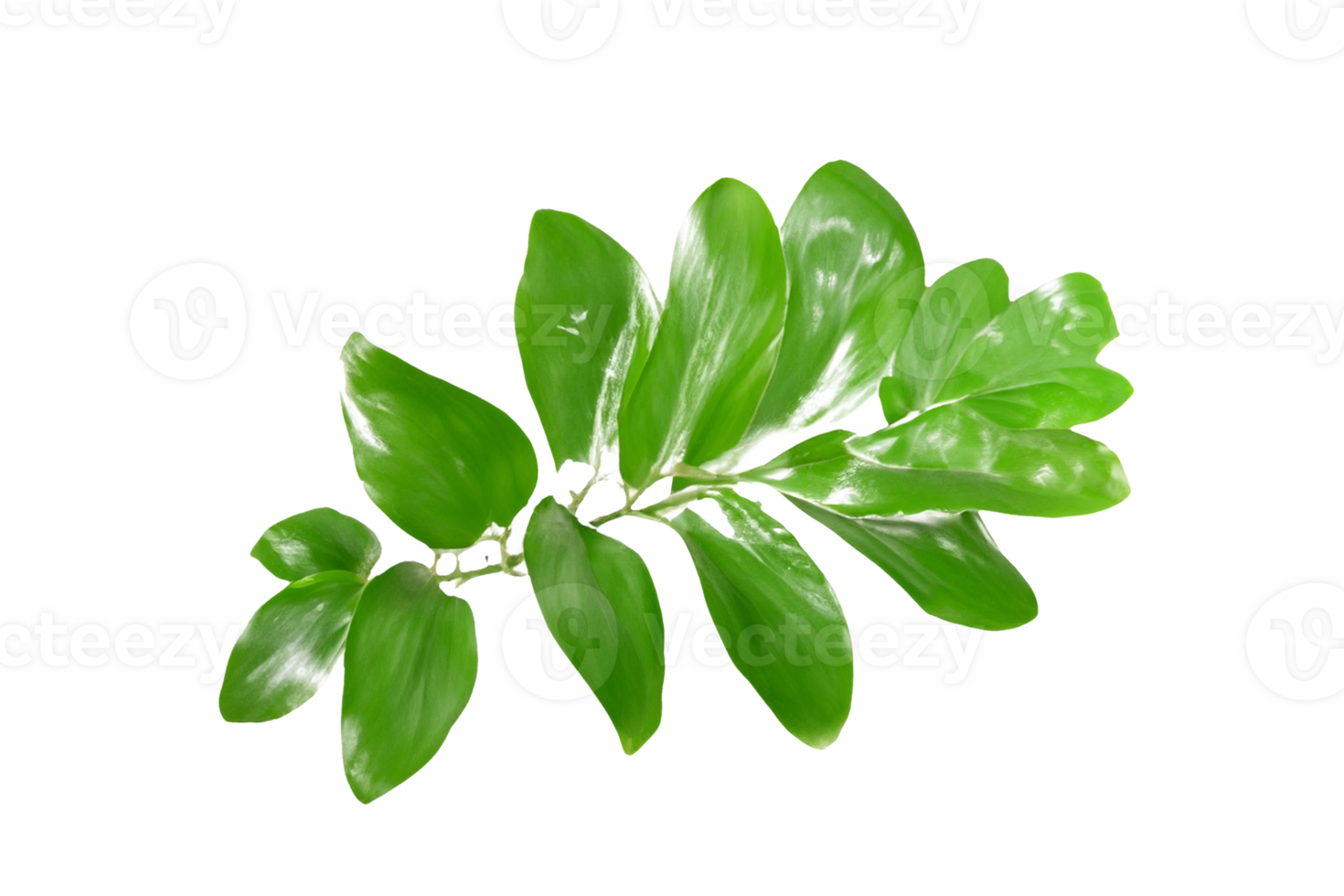 leaf plant isolated on transparent background png