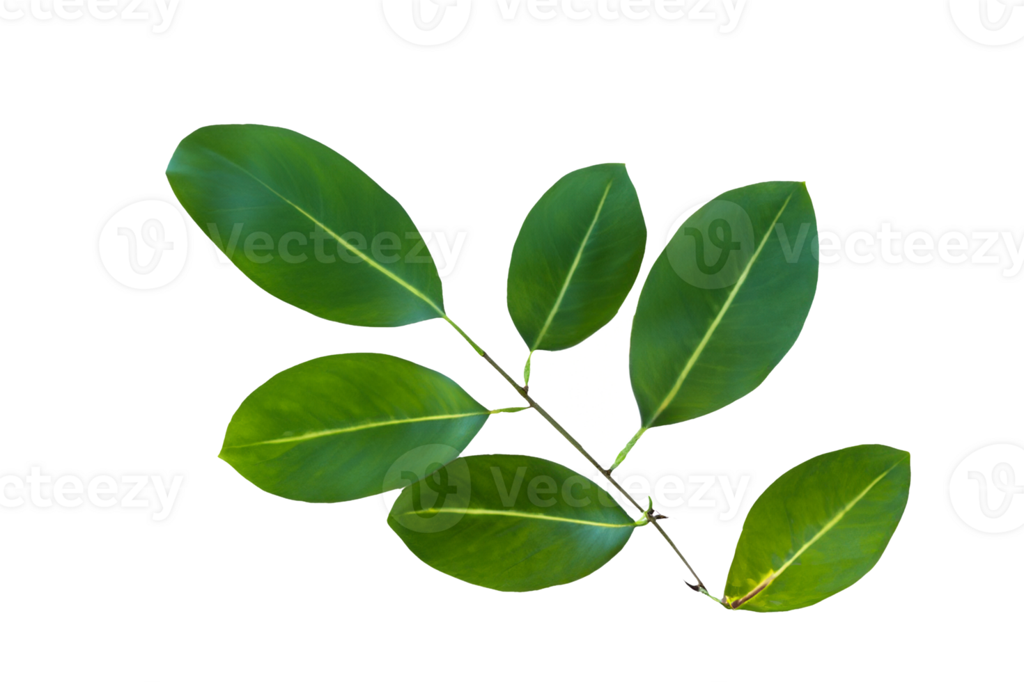 leaf plant isolated on transparent background png