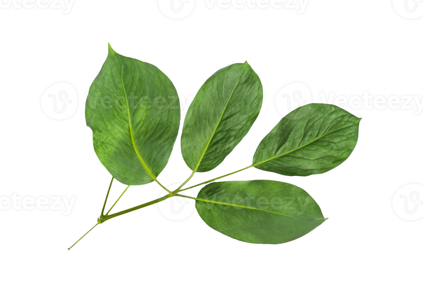 leaf plant isolated on transparent background png