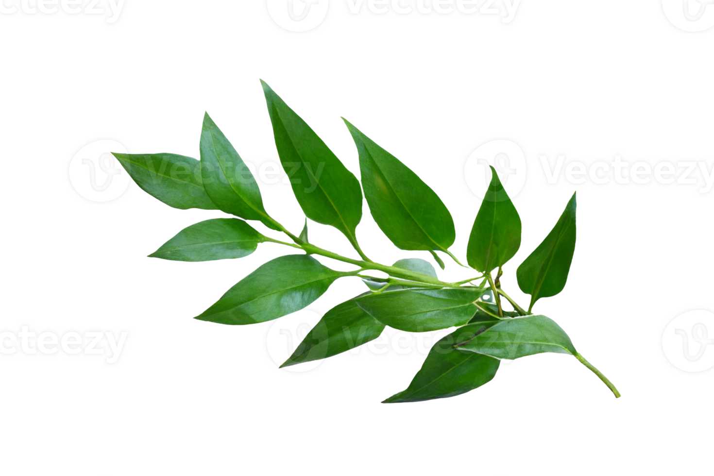 leaf plant isolated on transparent background png