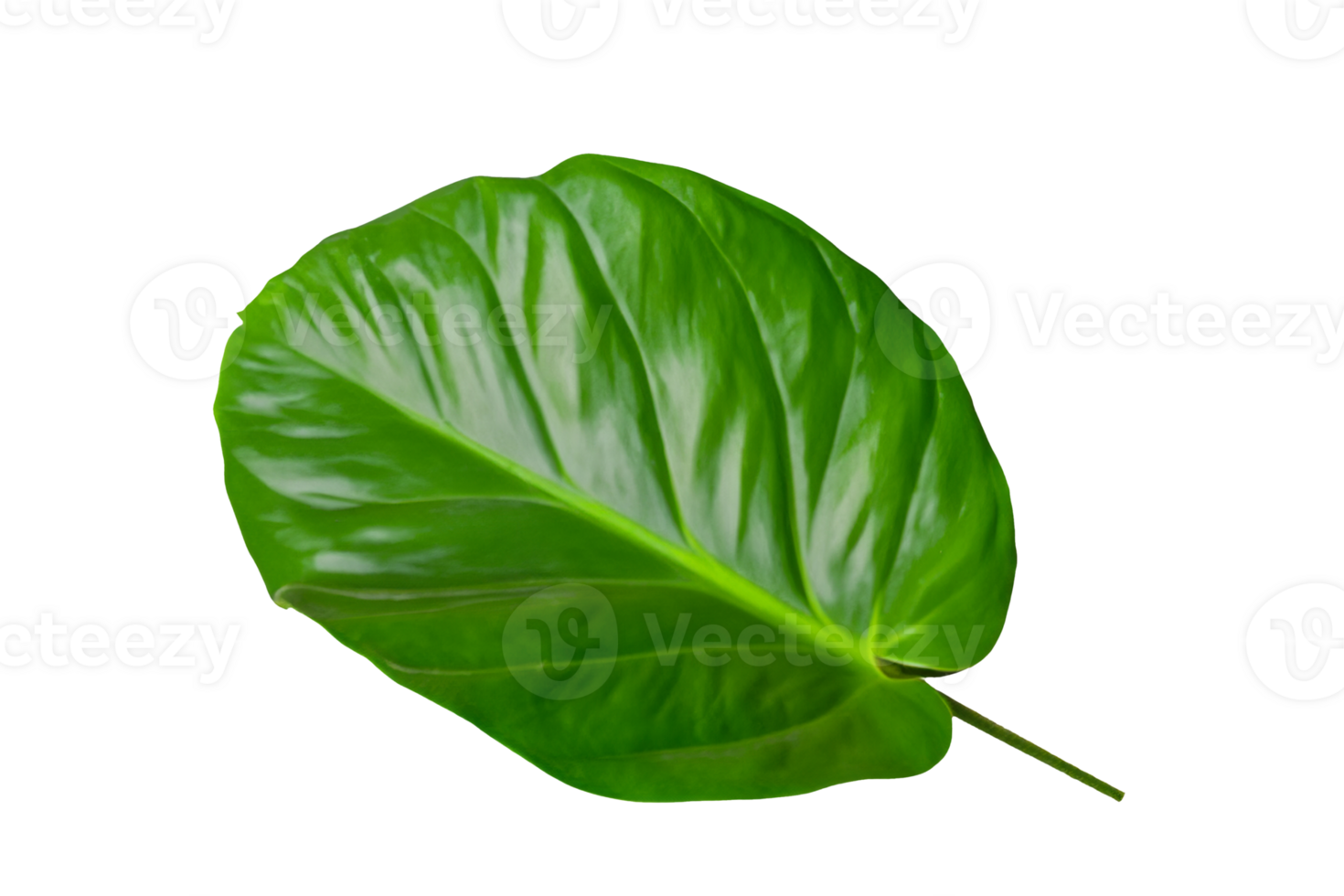 feuille plante isolé sur transparent Contexte png