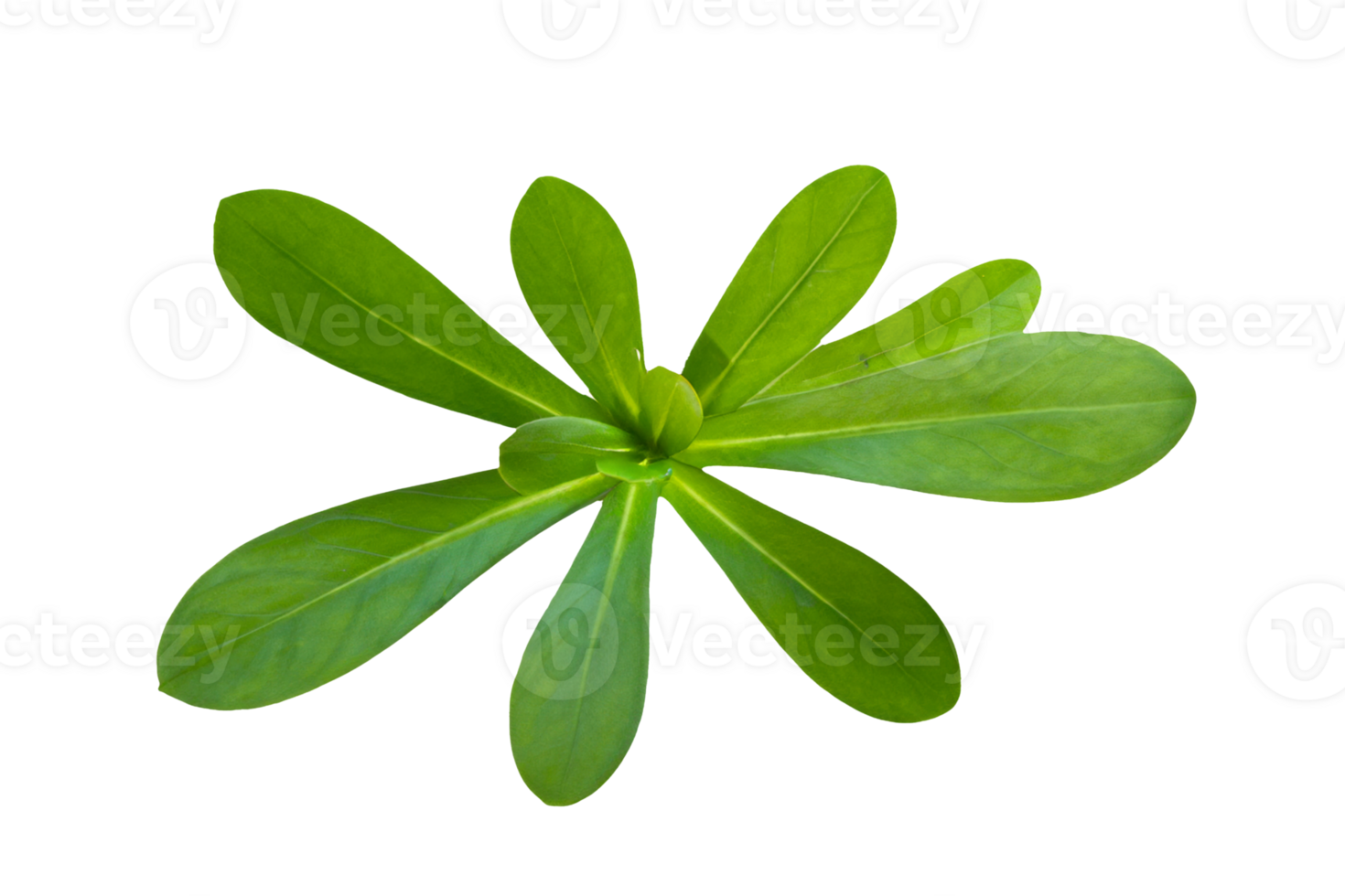 leaf plant isolated on transparent background png