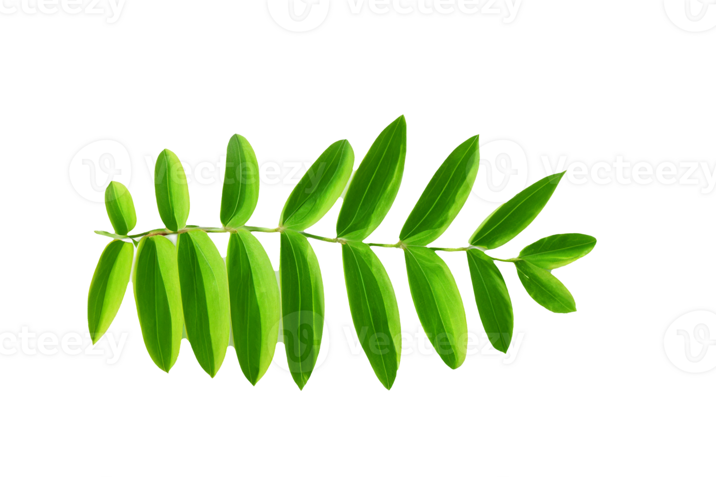 leaf plant isolated on transparent background png