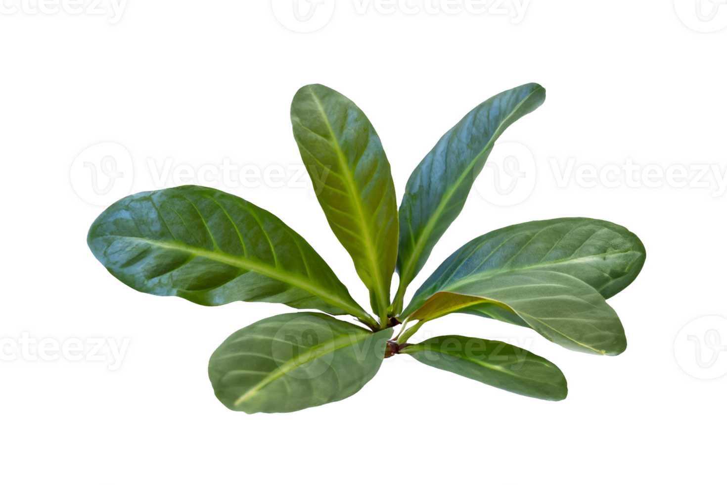 leaf plant isolated on transparent background png