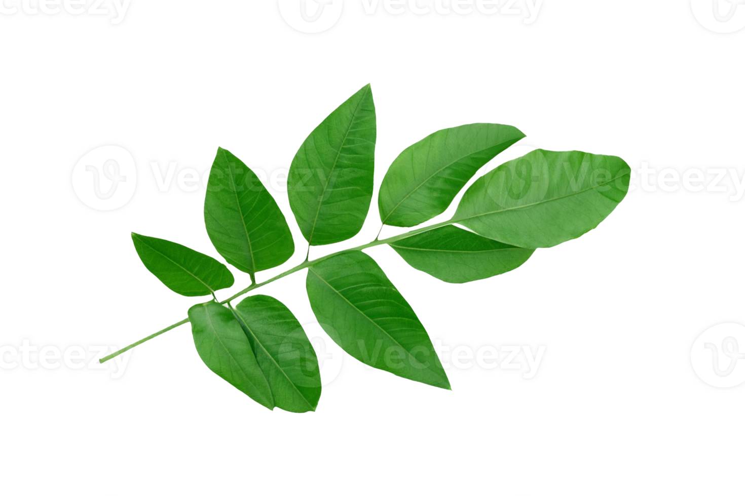 leaf plant isolated on transparent background png