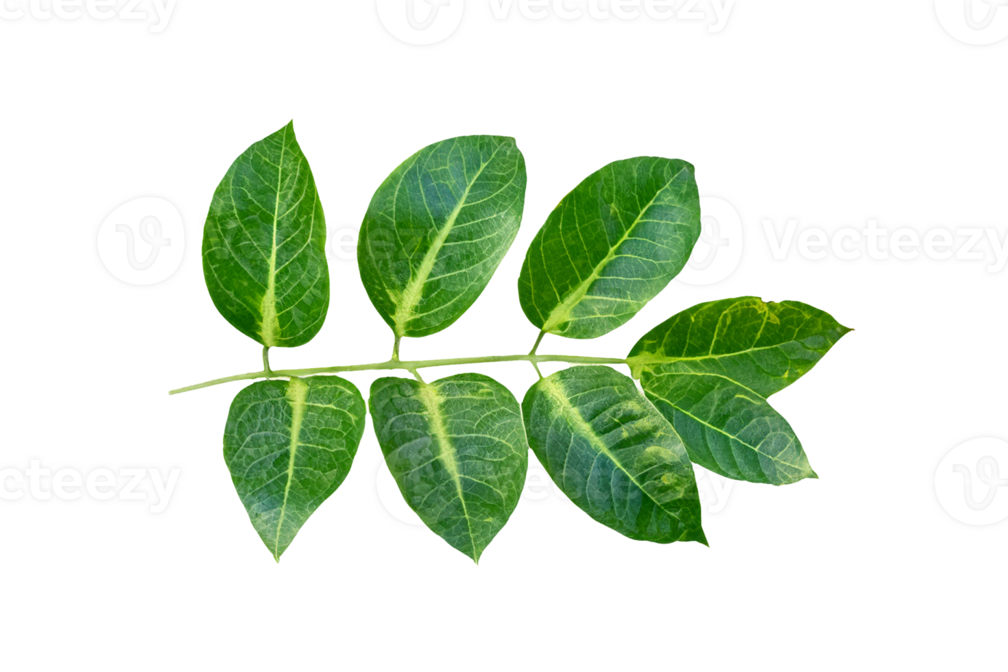 leaf plant isolated on transparent background png