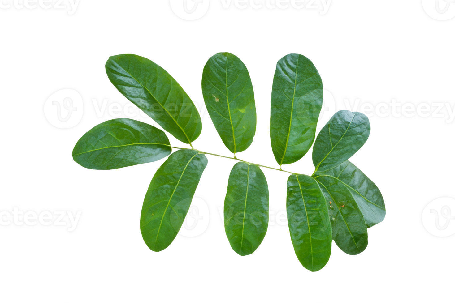leaf plant isolated on transparent background png