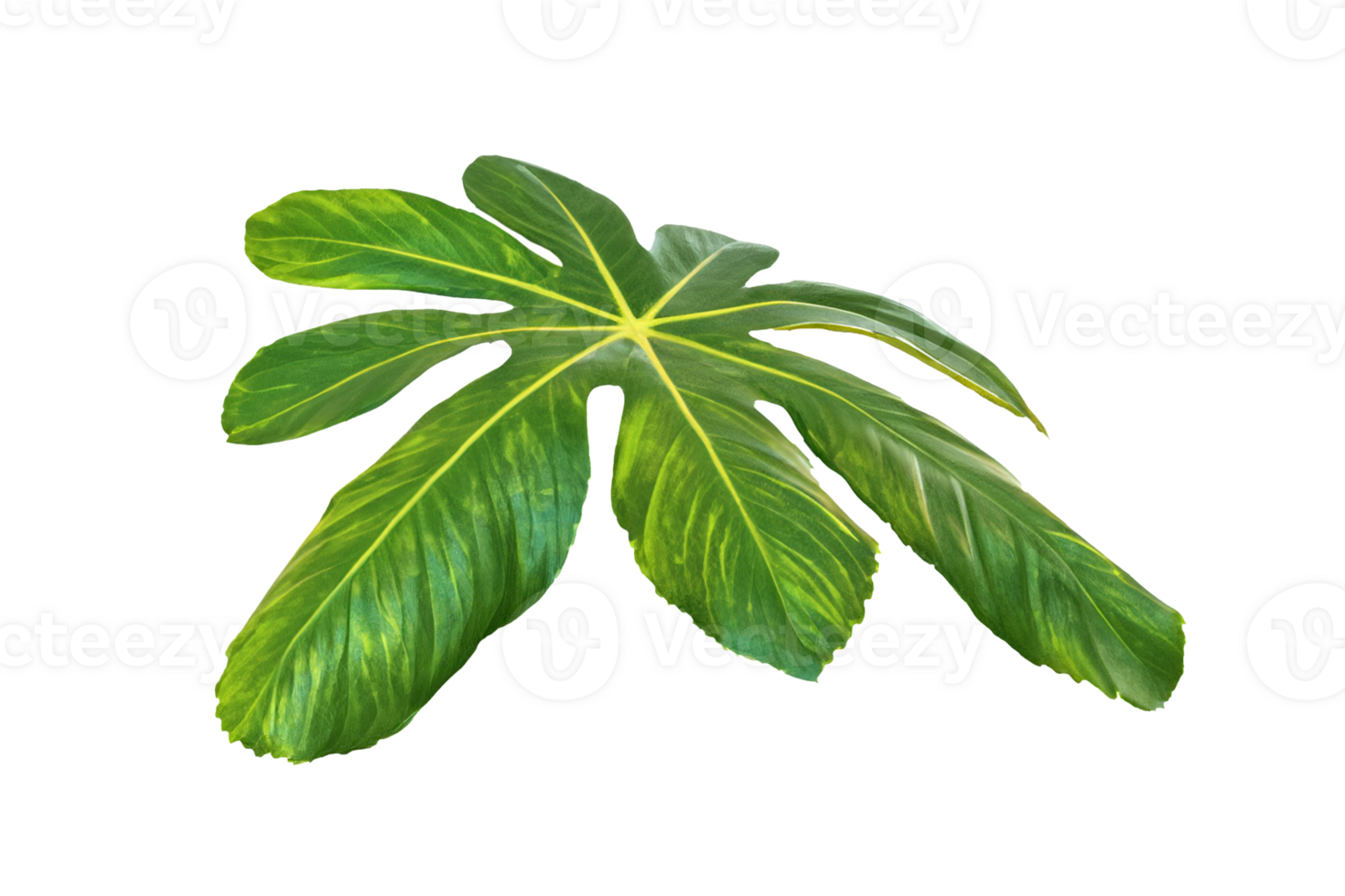 leaf plant isolated on transparent background png