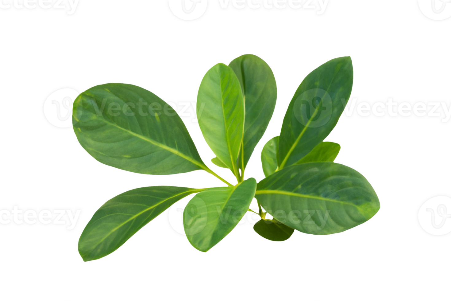 leaf plant isolated on transparent background png