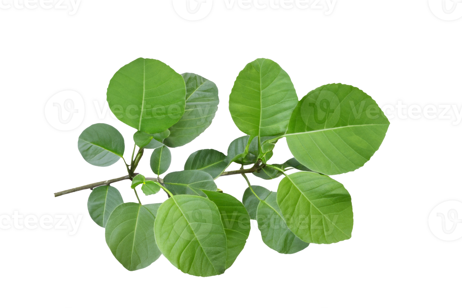 leaf plant isolated on transparent background png