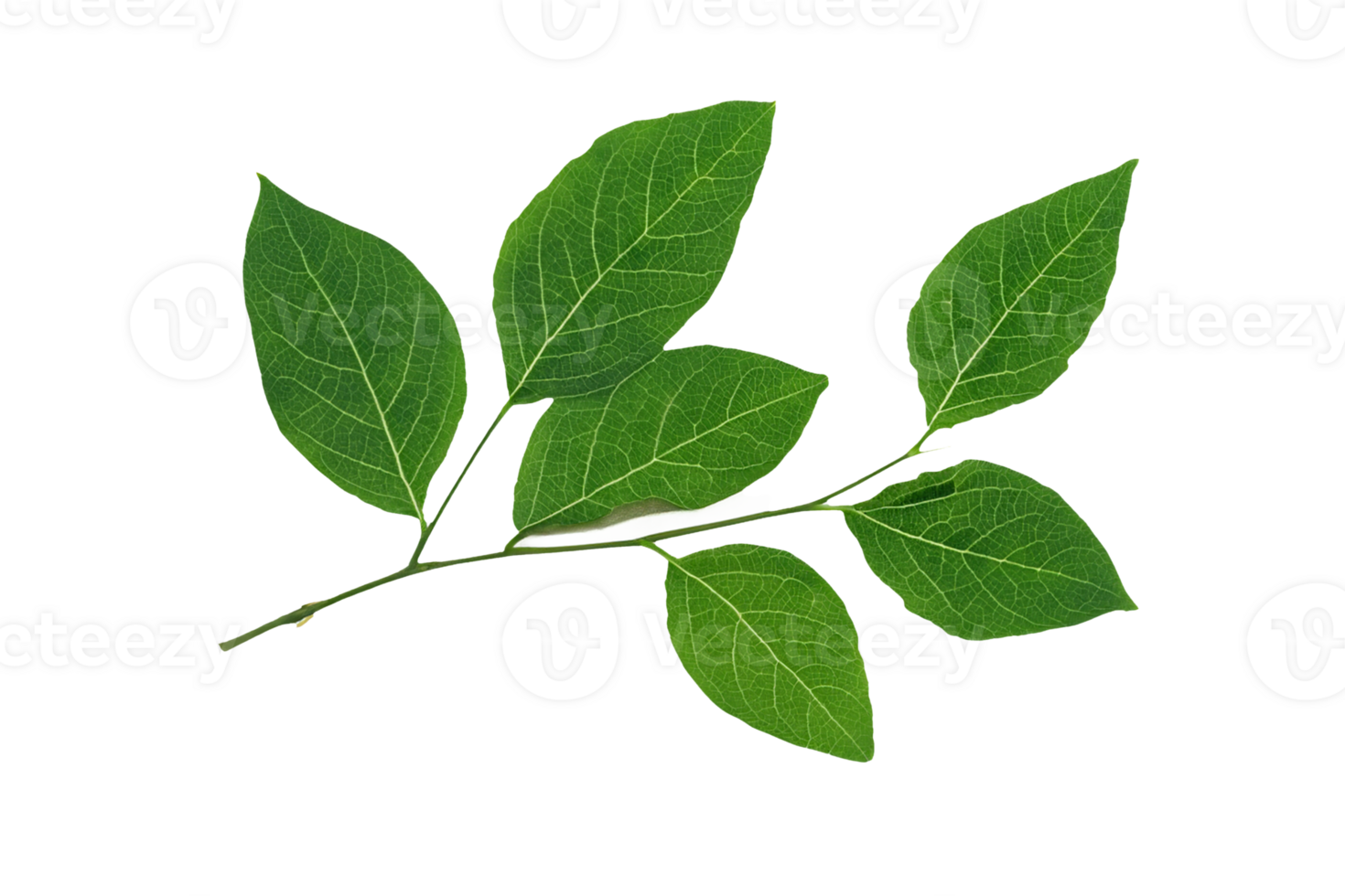 feuille plante isolé sur transparent Contexte png