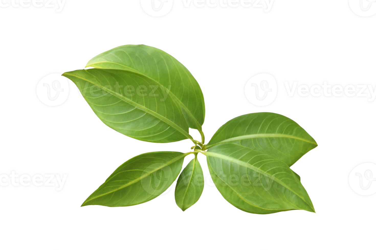 leaf plant isolated on transparent background png