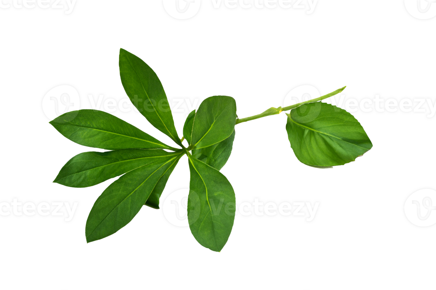 leaf plant isolated on transparent background png