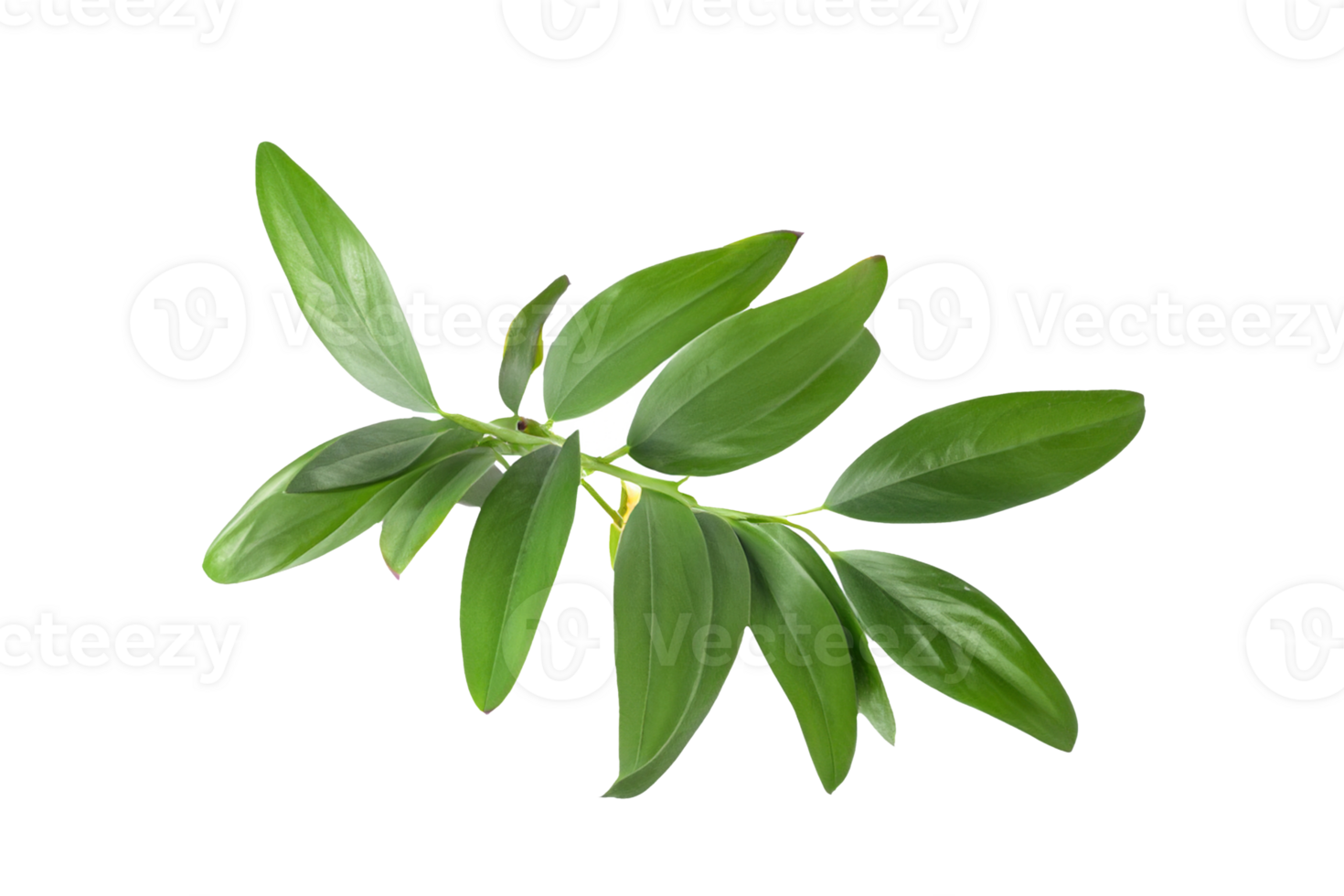 leaf plant isolated on transparent background png