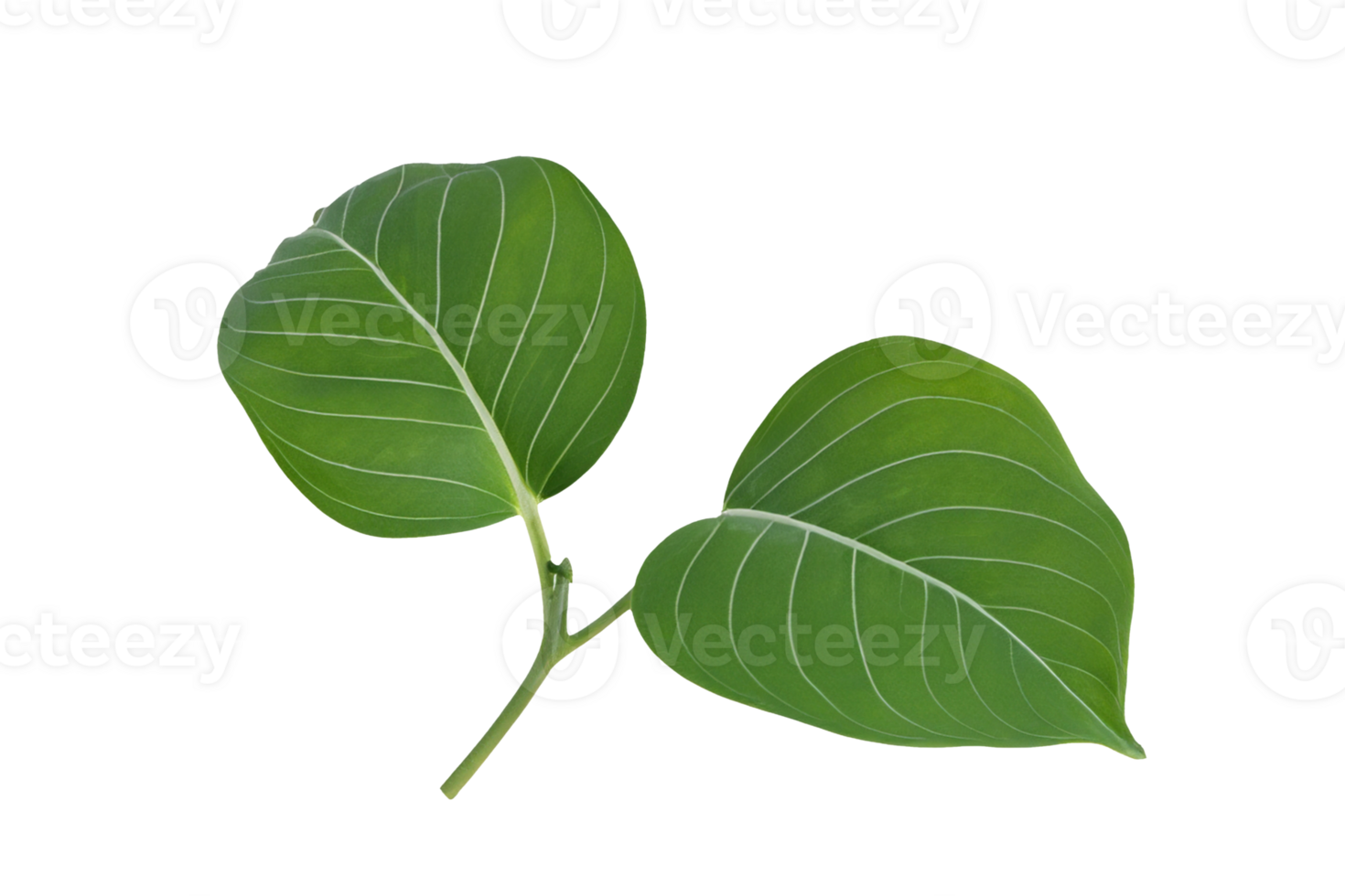 leaf plant isolated on transparent background png