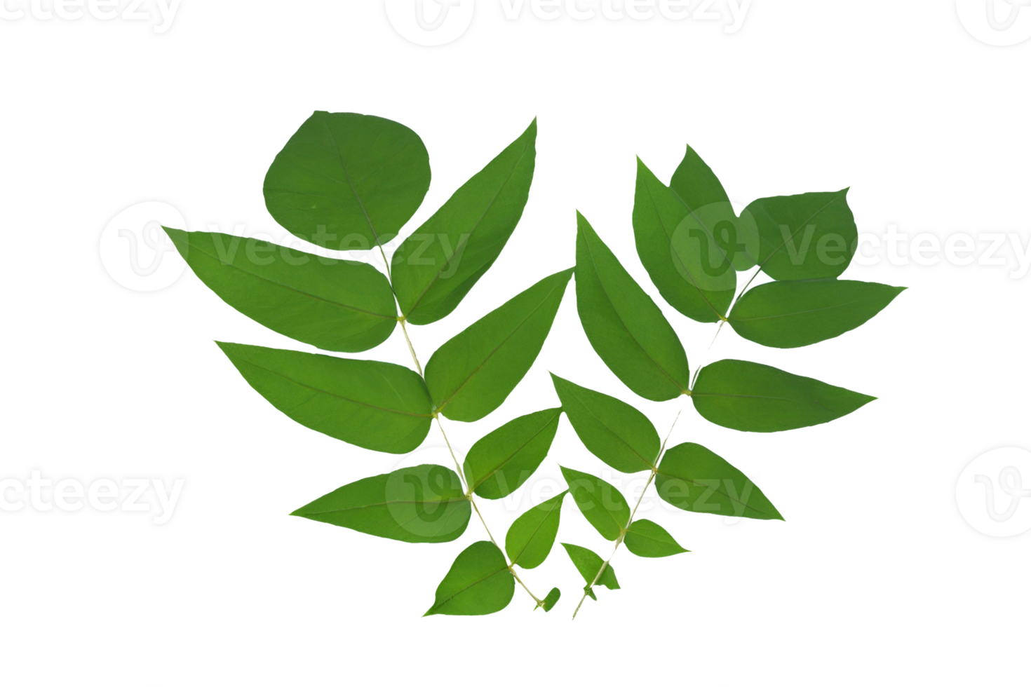 leaf plant isolated on transparent background png