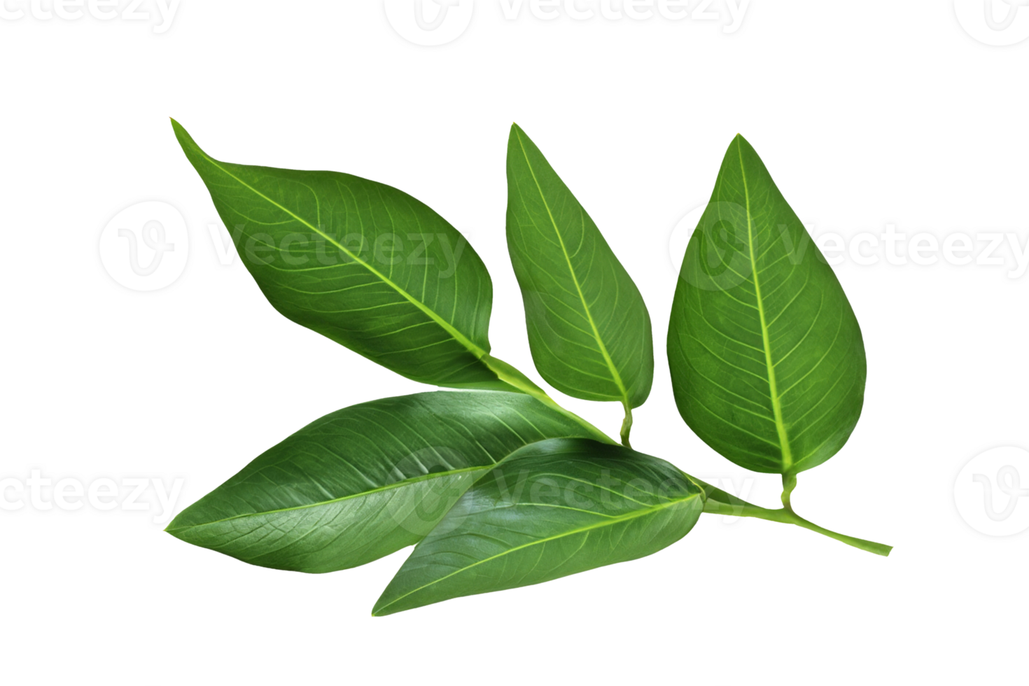 feuille plante isolé sur transparent Contexte png