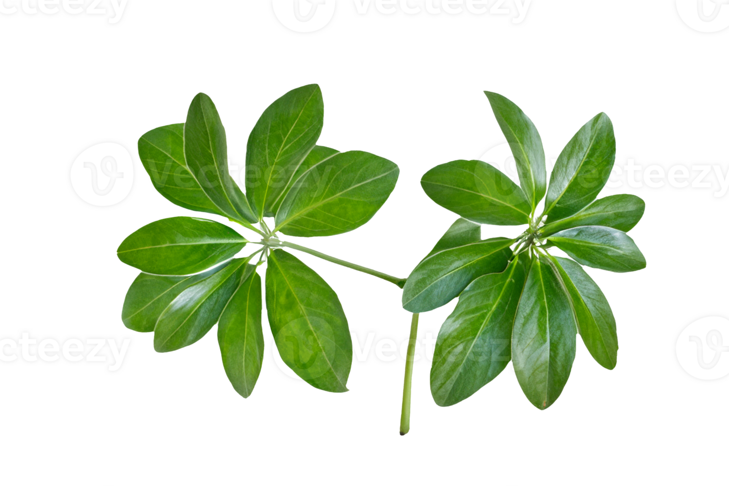 leaf plant isolated on transparent background png