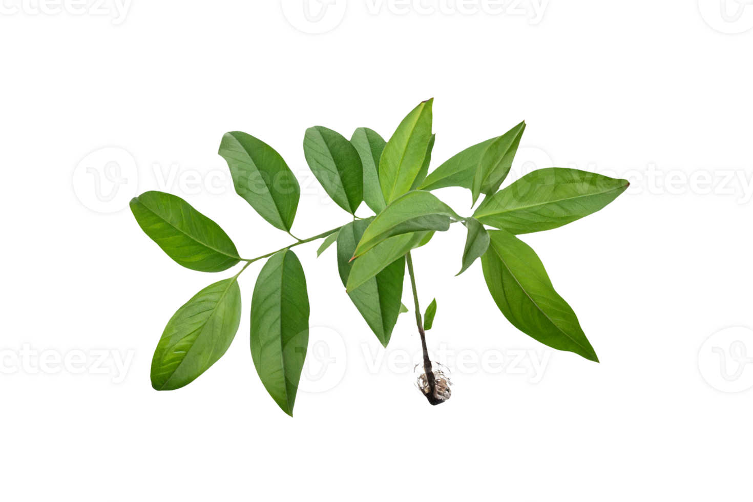 leaf plant isolated on transparent background png