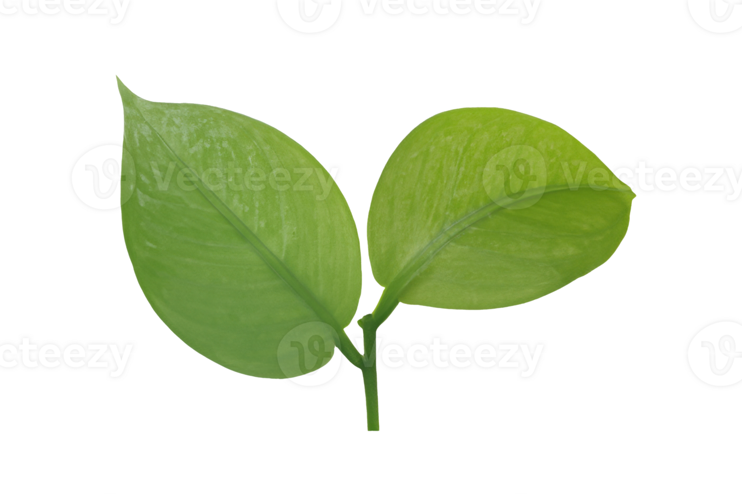 leaf plant isolated on transparent background png
