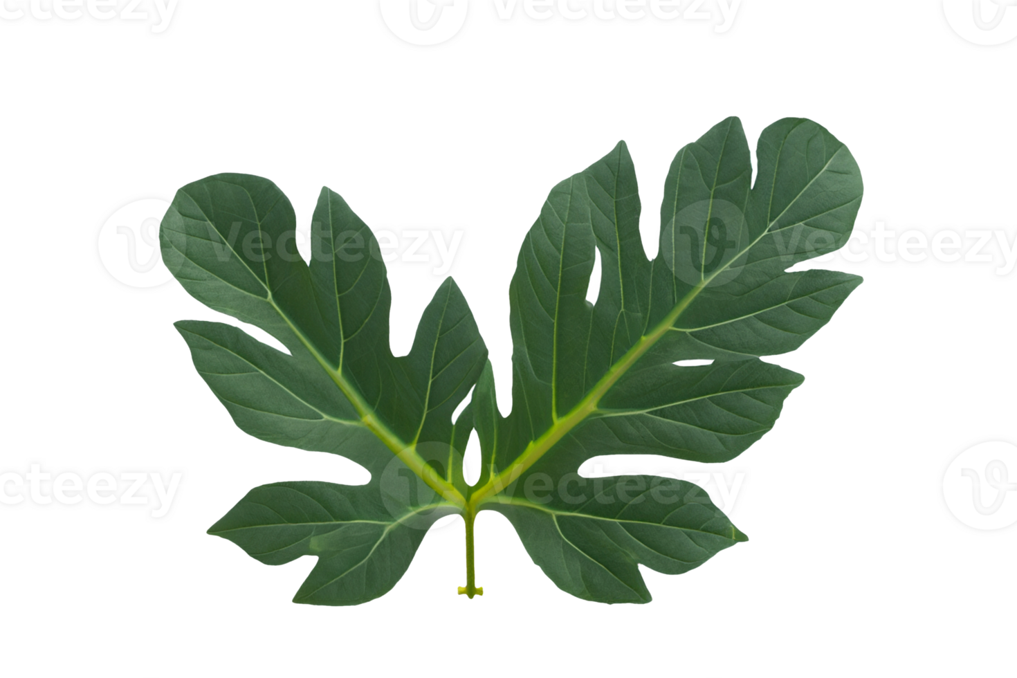leaf plant isolated on transparent background png