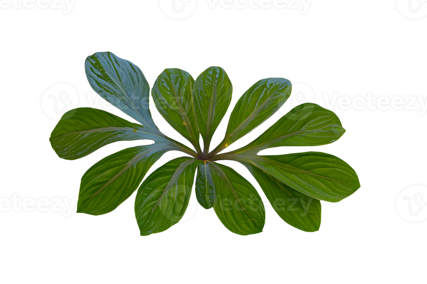 leaf plant isolated on transparent background png