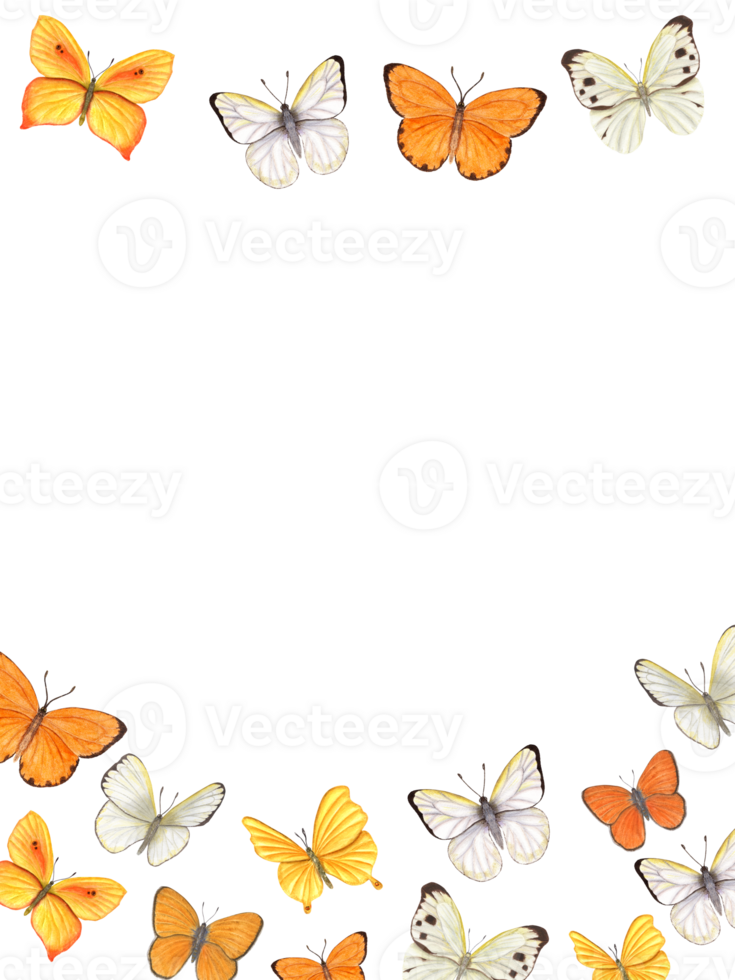 Frame with yellow, orange and white butterflies. Green leaves, flowers, buds. Blooming , cabbage. png