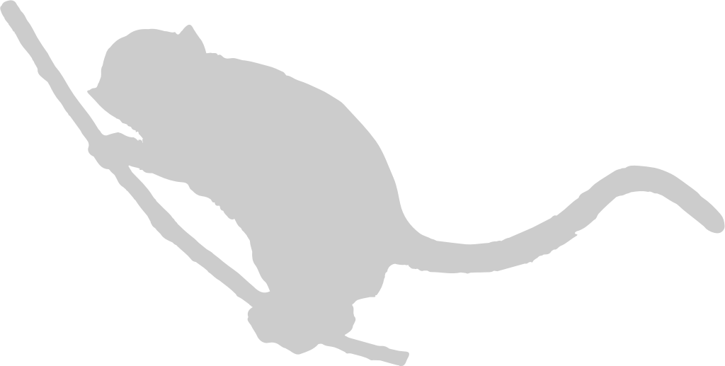 Ape vector