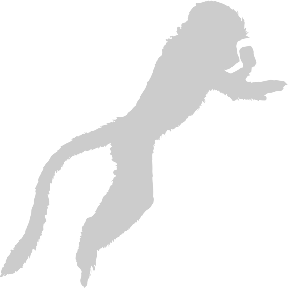 Ape vector