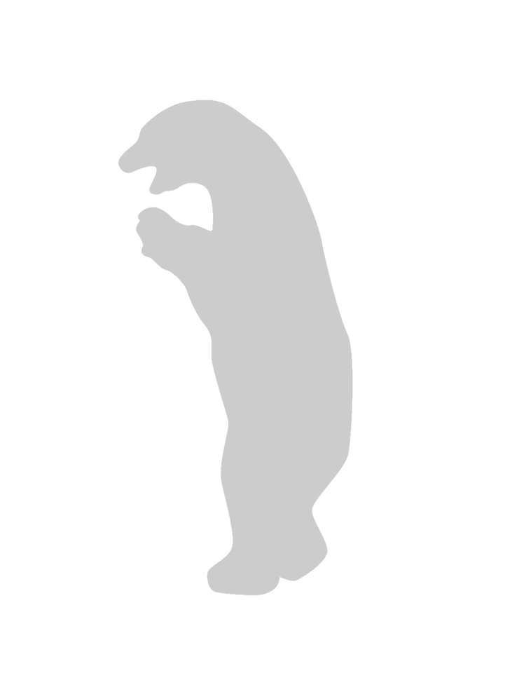 Bear standing vector