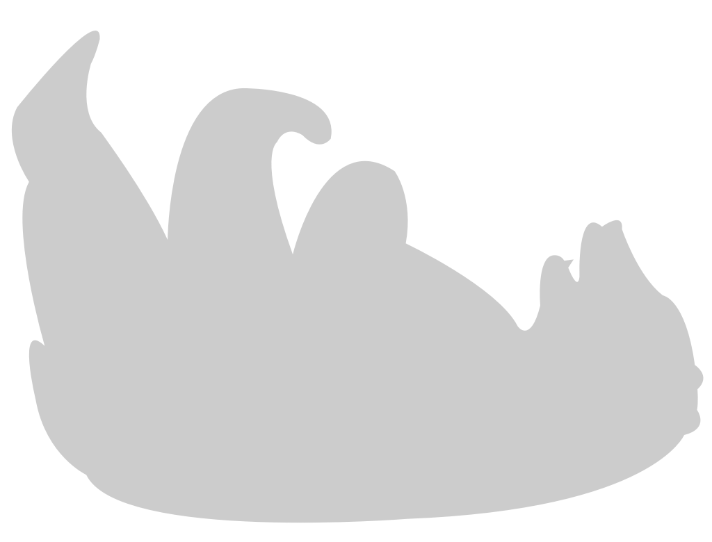 Bear vector
