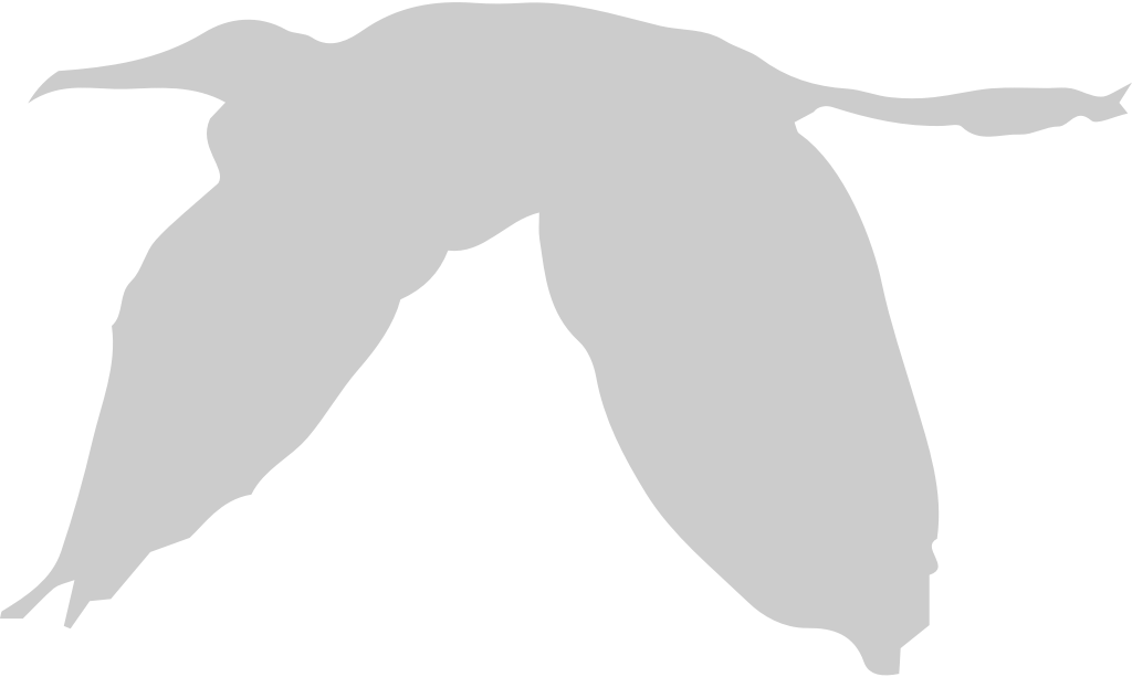 Bird vector