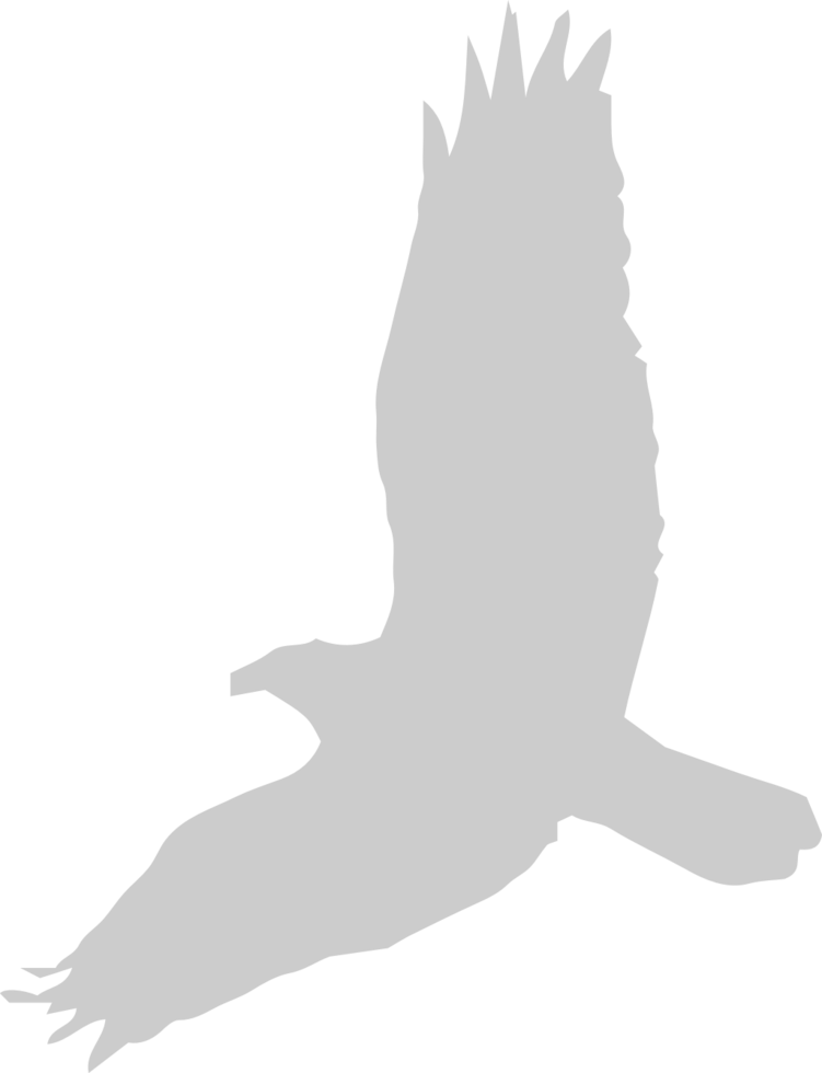 Bird vector
