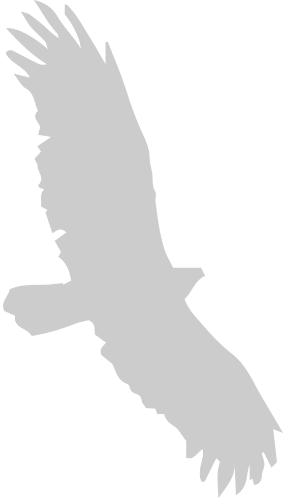 Bird vector